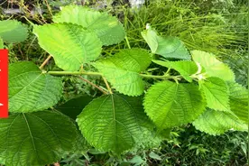 被俗称“中国草”的苎麻，它的全身都是宝，了解好处不吃亏视频封面