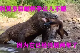 动物园科莫多巨蜥，独居两年多后，竟然怀孕了