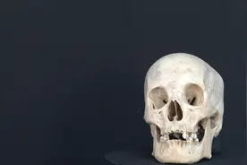 人体骨关节解刨学：9.2面颅骨