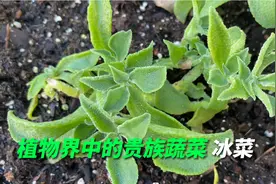 被称为植物界中的贵族蔬菜，很多人都没有吃过，凉拌沙拉口感一绝视频封面