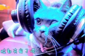 新年新开始，带猫咪去K歌现场，给猫咪带上耳机后，懵圈了！