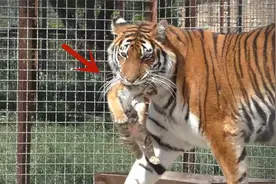 虎妈将小老虎叼在嘴里，近距离向游客炫耀：看！我生的，可爱吧！