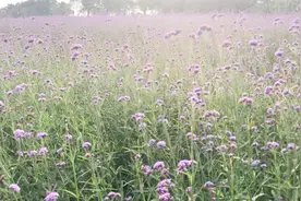 5，深圳湾公园的流花山，有大片的花海，充斥着爱美的人们视频封面