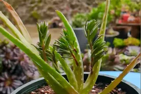 用芦荟砧木嫁接太阳花，一棵芦荟上开出五颜六色的花，你期待吗？视频封面
