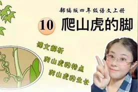 四年级上册《爬山虎的脚》，梳理课文知识，解析课文结构