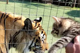 饲养员把刚出生的小猫，放到老虎嘴边，它会认成自己的孩子吗？视频封面