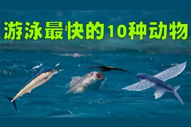 游泳速度最快的10种动物排行榜，它们游泳的姿态真的太帅了！视频封面