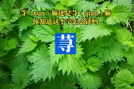 你见过这个字吗？（qian）荨麻？（xun）荨麻？荨到底读什么？视频封面