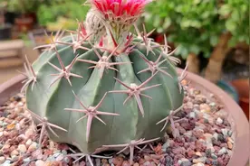 凌波仙人球花瓣像“羽毛”，花色艳丽花期长，皮实好养年年都开花视频封面