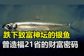 太湖的“致富密码”银鱼，曾造福21个省，如今为何跌下神坛？