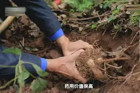 云南红土高原深山中的野生玛卡，用玛卡做出的火鸭药膳有多补呢？