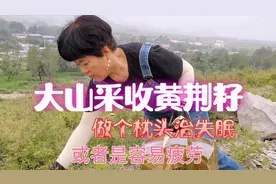 立秋后满山遍野的黄荆籽，采来做枕头，不花钱治失眠响当当