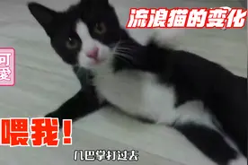 流浪猫被收养后，得了“吃不饱”的病，还好兽医很有水平视频封面