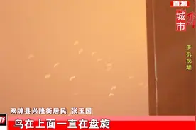 每到夜晚，会有大批鸟儿绕着通明霓虹灯盘旋不散，究竟发生了啥？视频封面