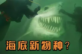 海底发现的5个奇怪的东西，海底惊现5米长的鲨鱼，是新物种吗？视频封面