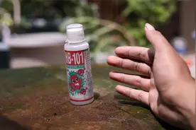 养花快养死了怎么办？园艺师教你，用HB101，打破僵苗拯救花卉