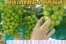 阳光玫瑰颗粒小的原因讲了，那就让大家看看，大颗粒的是怎么做的视频封面