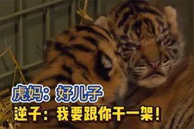 刚出生小老虎只有巴掌大，被饲养员照顾3个月后，完全不认识亲妈
