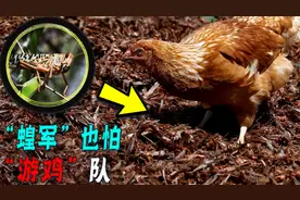 中国灭蝗技术有多厉害！利用鸡利用鸭，连天上的鸟都能收为己用！