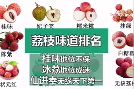 冰子后花园的荔枝按先后顺序：妃子笑、桂味、仙进奉视频封面