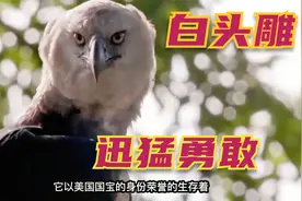 美国国宝白头雕捕猎猴子。镜头记录全过程。视频封面