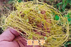 菟丝子泡水喝功效厉害，营养还能解决很多人健康的大问题