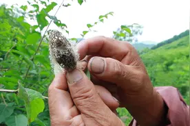 东北深山特有的灯笼茧 外壳网格狀 油炸味道香酥 吃过的都会爱上