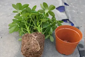 新买的鸭掌木这样换盆，服盆快、长势更快