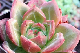 夏天多肉到底能不能晒太阳？听听大棚主怎么说，新手别犯错了