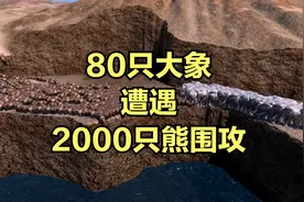 当80只大象遭遇2000只熊围攻！