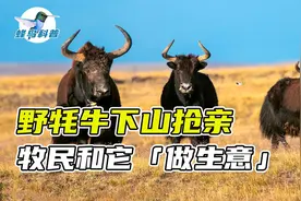 1600斤野牦牛冲入牛群抢亲，牧民竟然好吃好喝招待它