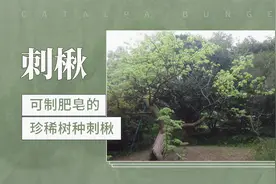 刺楸：可制肥皂的珍稀树种刺楸