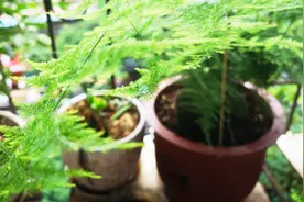 文竹叶子发黄又下垂？盆里施1物再扎一下，枝叶清新翠绿枝干壮