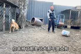 土狗企图串种马犬，80斤的土狗围着60斤的马犬转，赶都赶不走