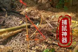 国外小哥用竹子自制捕鼠神器，让猖狂的老鼠有来无回视频封面