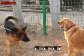 录节目现场发生意外，德牧突然咬起金毛，它们谁会更胜一筹？视频封面