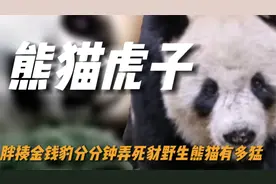 全网最传奇的野生熊猫，揍遍秦岭金钱豹分分钟按死豺，战斗力爆表视频封面