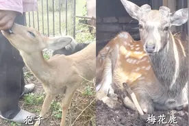狍子vs梅花鹿的区别？小的时候非常相识，长大后为什么变化这么大