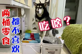 别人拍宠物赚钱，我拍宠物赔钱，这是怎么回事