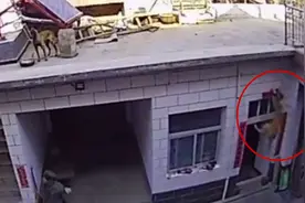 狗狗屋顶玩耍不慎失足，牵引绳挂脖被吊半空，双腿猛蹬命悬一线视频封面