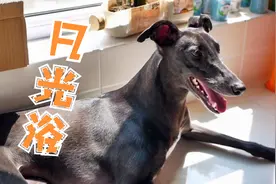 为什么狗子这么喜欢晒太阳？