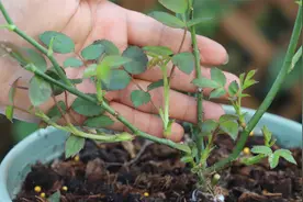 记住这高手都在用妙招，月季新芽就能越长越粗壮，花量翻10倍的开视频封面
