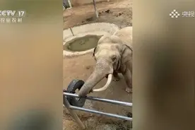 游客鞋子掉落大象送还，后续来啦！视频封面