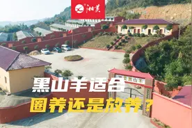 黑山羊适合圈养还是放养,正规养殖场从种用与商品用途来分析
