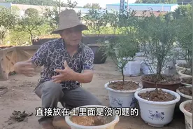 连续下雨不可怕，可怕的自身原因造成苗木淹死，那才是最可惜的！视频封面