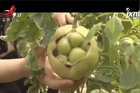 番茄裂果危害大，它有四方面成因，品种选择不当是一个重要的原因