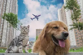 如何在小区的普通草坪，给猫狗拍摄好看的照片