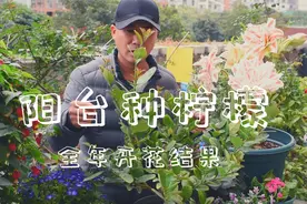 家里种颗柠檬树，全年开花结果，天天有花看还有柠檬吃视频封面