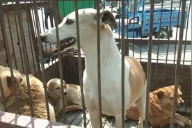 1条1年多的细犬，狗主人以300块钱价格贱卖给狗贩子，眼神很不安视频封面