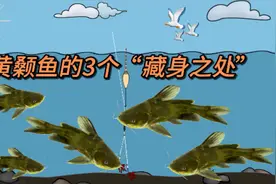 钓黄颡鱼如何选钓位？选择3个地形下竿，它们的“藏身之处”视频封面